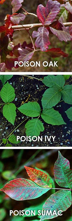 How To Recognize And Treat Poison Ivy Poison Oak And Poison Sumac Self Sufficiency Before