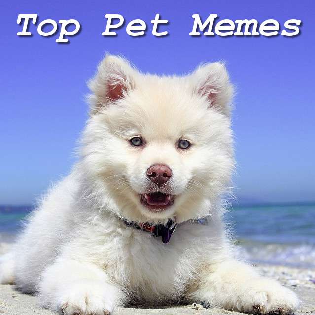 best dog meme ever